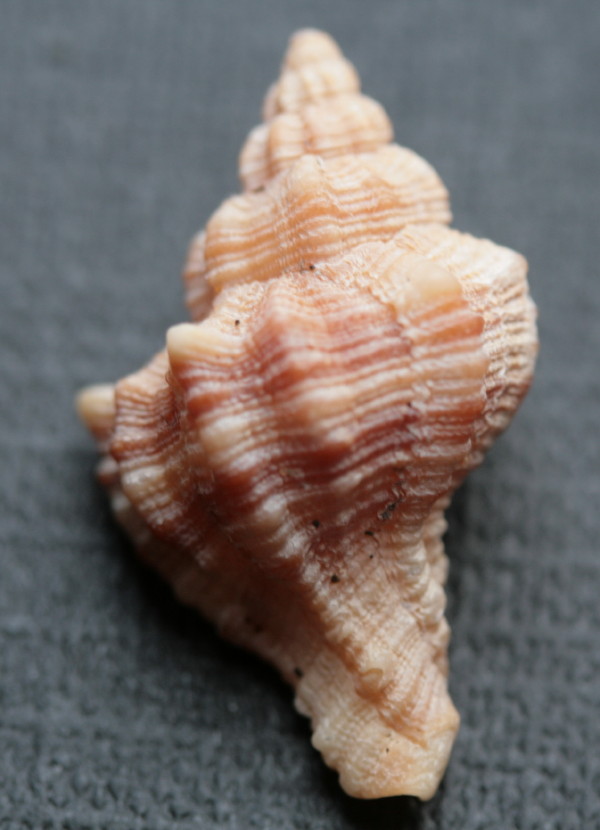 Ostia spiaggia (Hexaplex trunculus)